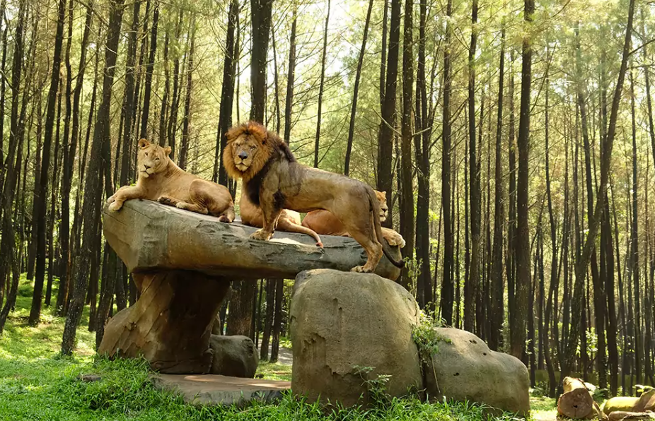 Taman Safari Indonesia Bogor, Indonesia